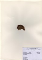 藏品(充滿耳殼藻)的圖片